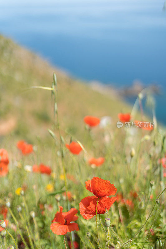 野生罂粟花(Papaver rhoseason)在海面上郁郁葱葱的山坡上